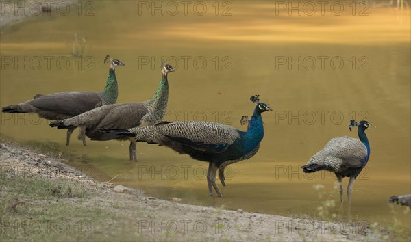 Indian indian peafowl