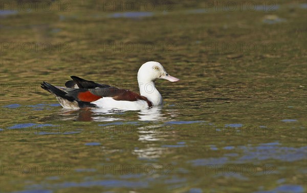 Radjah Shelduck