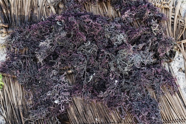 Red algae