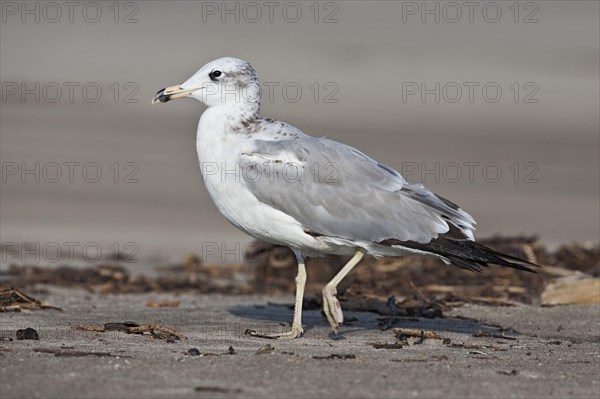 Great Black-headed Gull