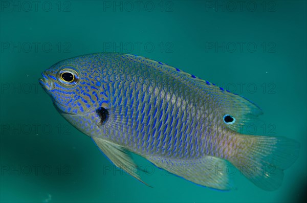 Nagasaki damselfish