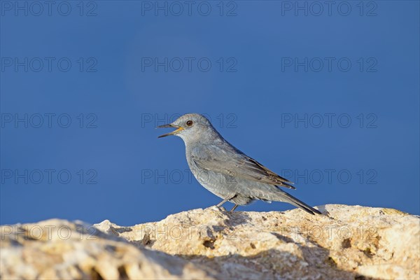 Blue Rock-thrush