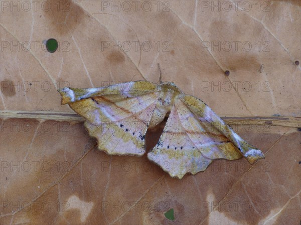 Lilac beauty moth
