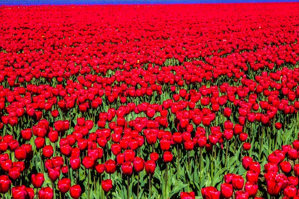 Flowering tulip fields