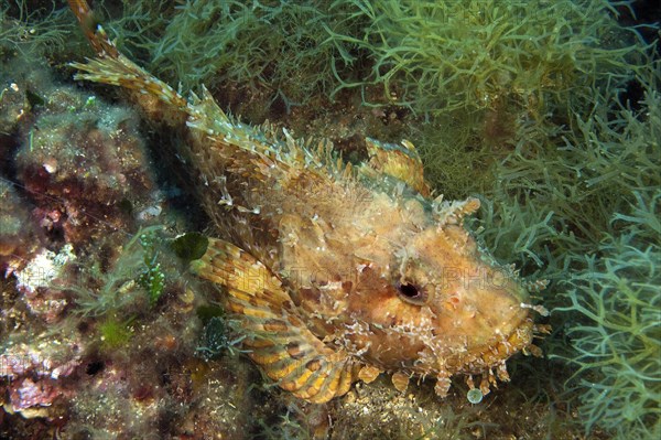 Red scorpionfish