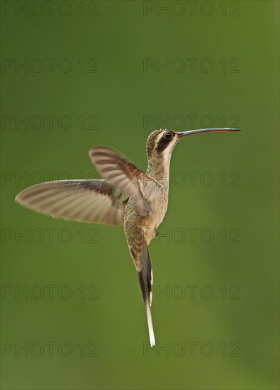 Light-bellied hermit