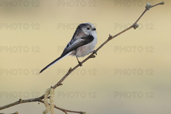 Long-tailed Tit
