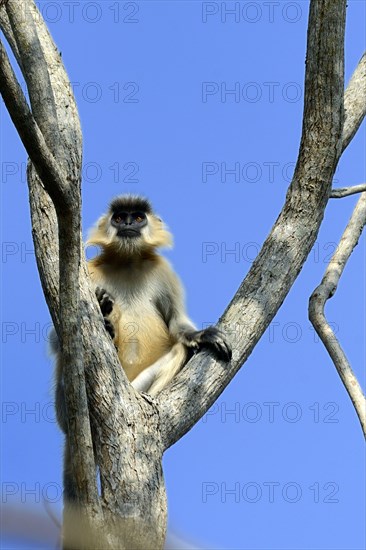 Capped langur