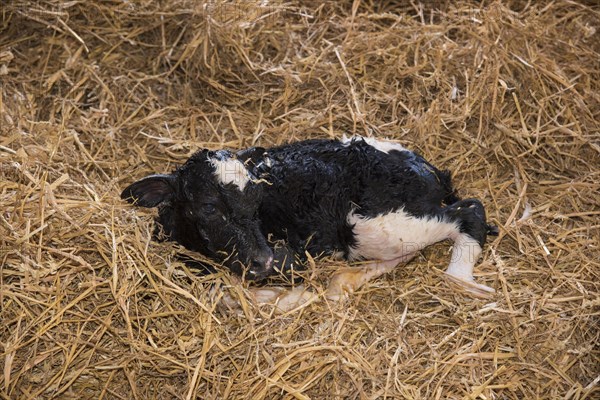 Domestic cattle