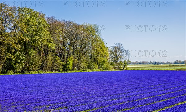 Fields of grape hyacinths in bloom