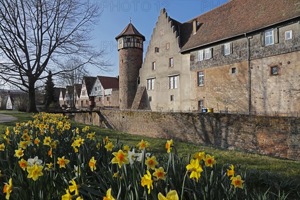 Narzissen