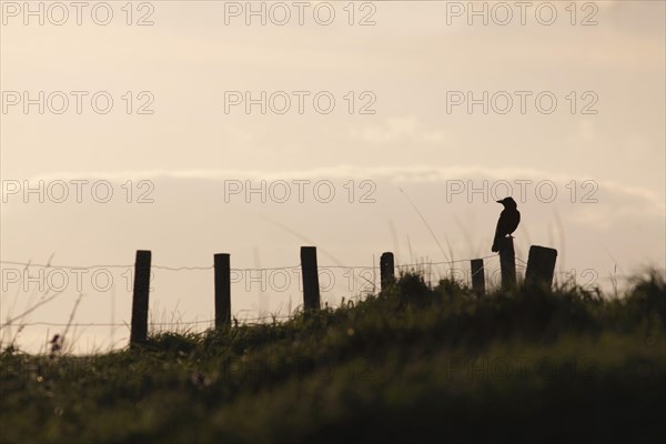 Carrion Crow
