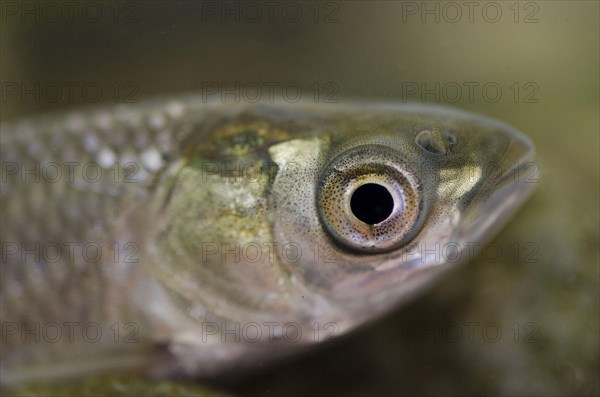 Grass Carp