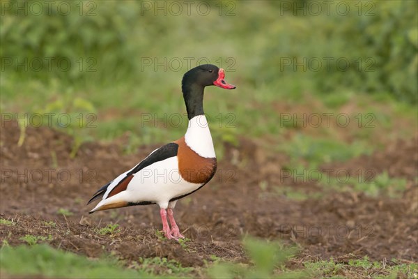 Common shelduck