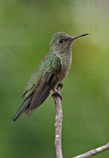Scaly-breasted Hummingbird
