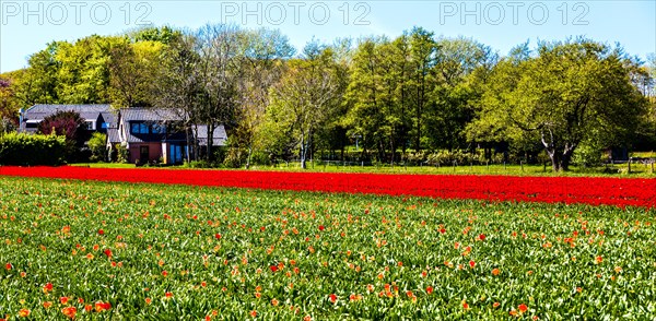 Flowering tulip fields
