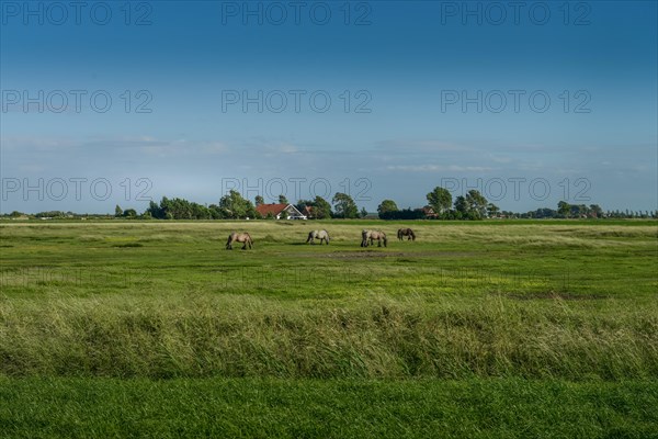 Meadows