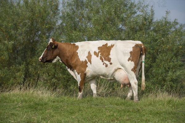 Dutch Red Bovine