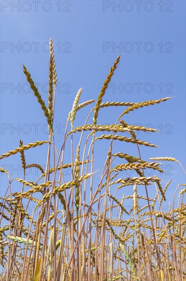 Grain ears