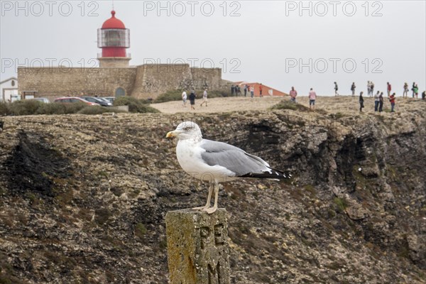 Yellow legged Gull