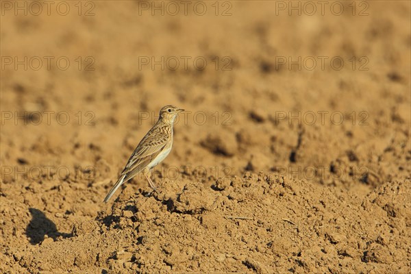 Skylark