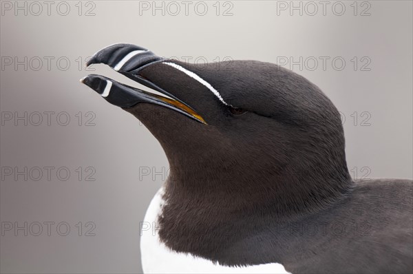 Razorbill