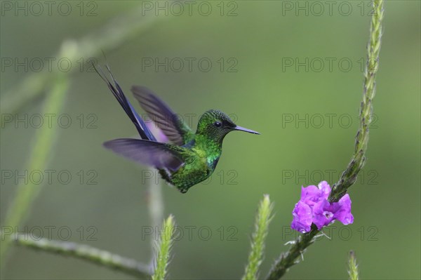 Green thorntail