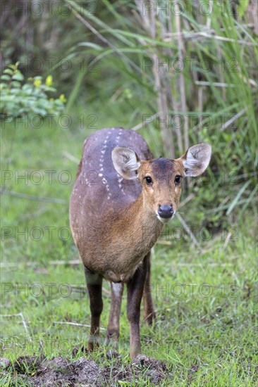 Hog deer
