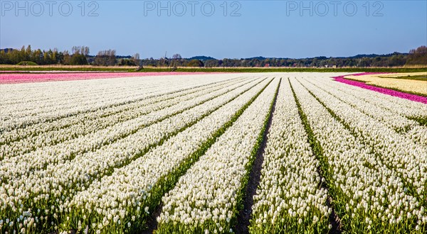 Flowering tulip fields