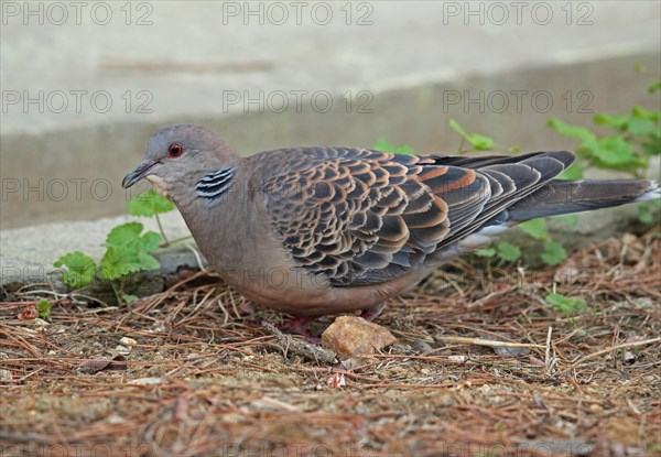 Oriental Turtle-Dove