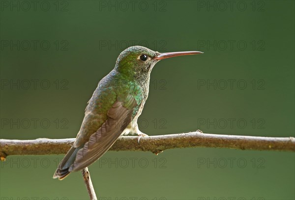 Glistening emerald