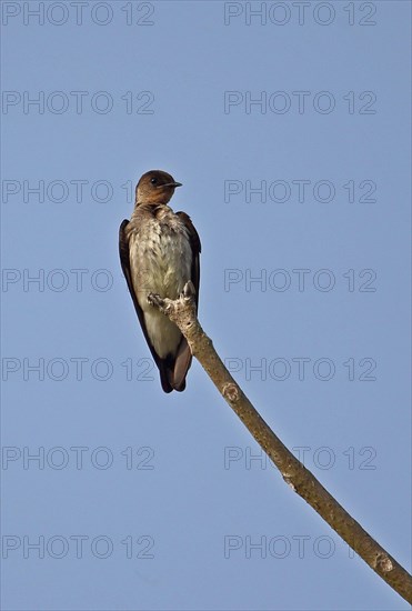 Cinnamon-throated Swallow