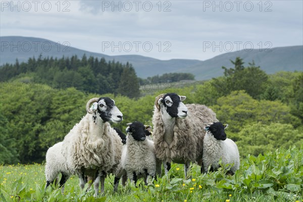 Swaledale sheep