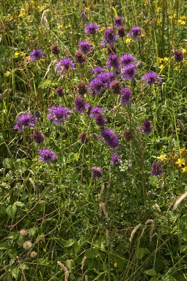 Purple flowers of the great knapweed