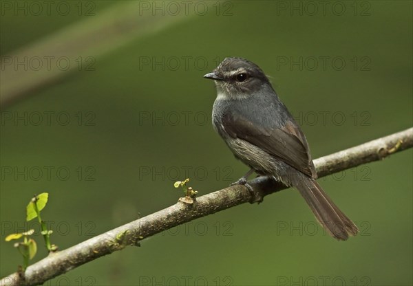 Adult dark blue flycatcher
