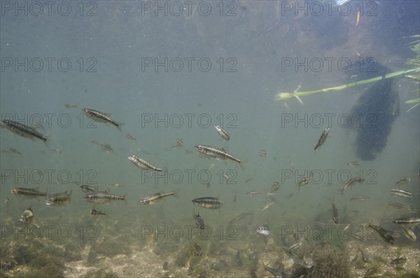 Common Minnow
