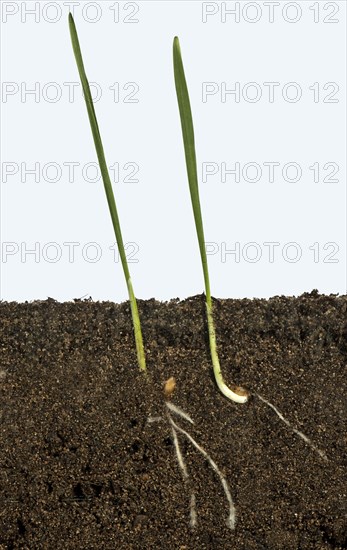 Wheat seeds germinating in a glass-sided container and showing root and air development