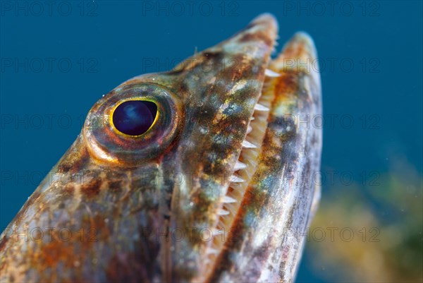 Varigated Lizardfish