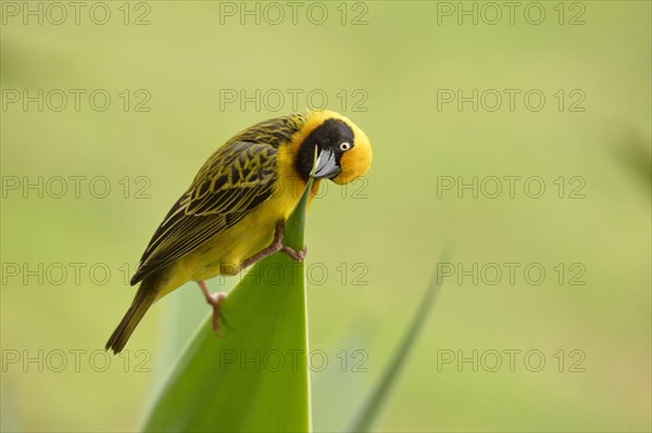 Speke's speke's weaver