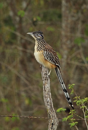Lesser Roadrunner