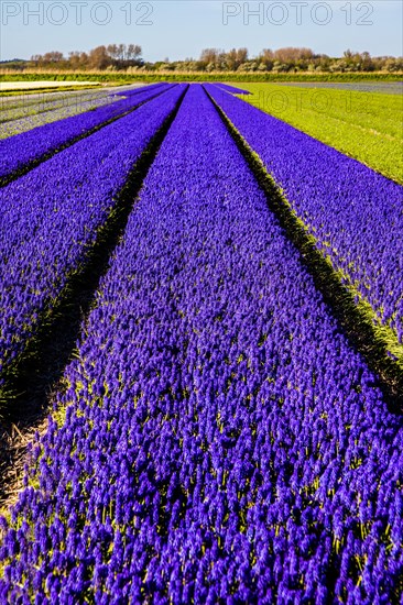 Fields of grape hyacinths in bloom