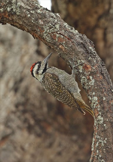 Bearded Woodpecker