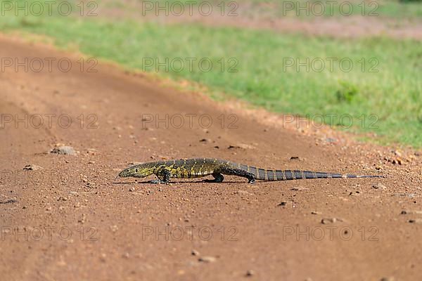 Monitor Lizard