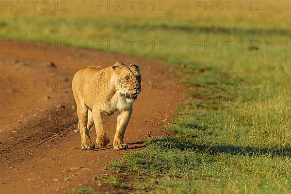 African lion