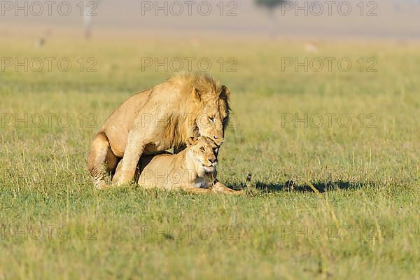 African lion