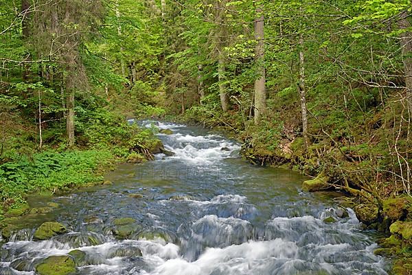 Mountain stream with rapids
