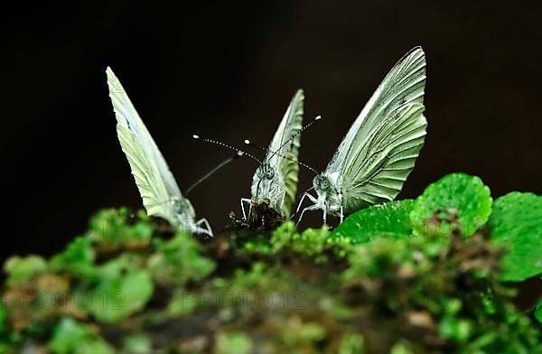 Green veined white butterfly