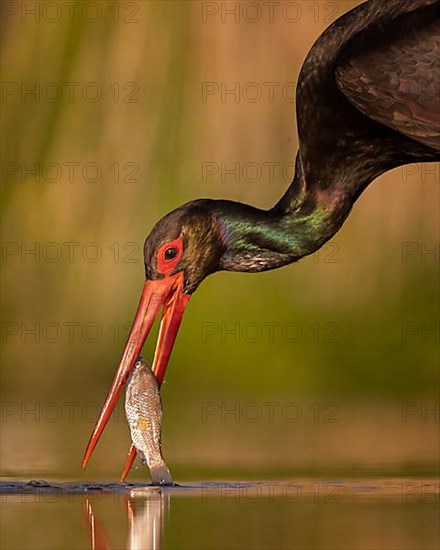 Black Stork