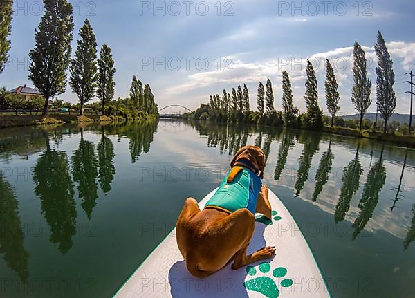 Young Magyar Vizsla on a Stand-Up Paddle Board