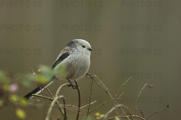 Northern European white-headed bushtit